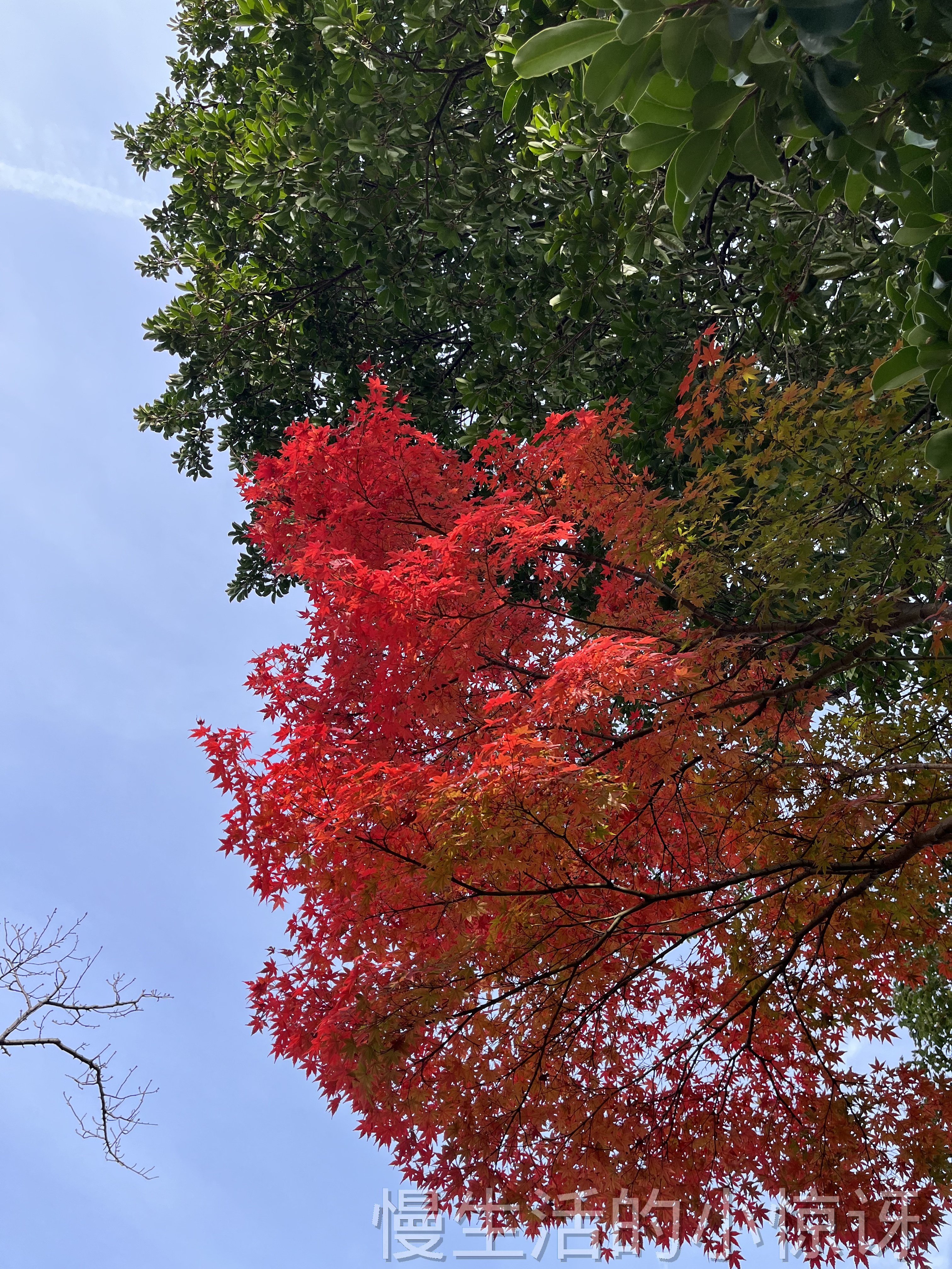 火红枫叶与绿树交映