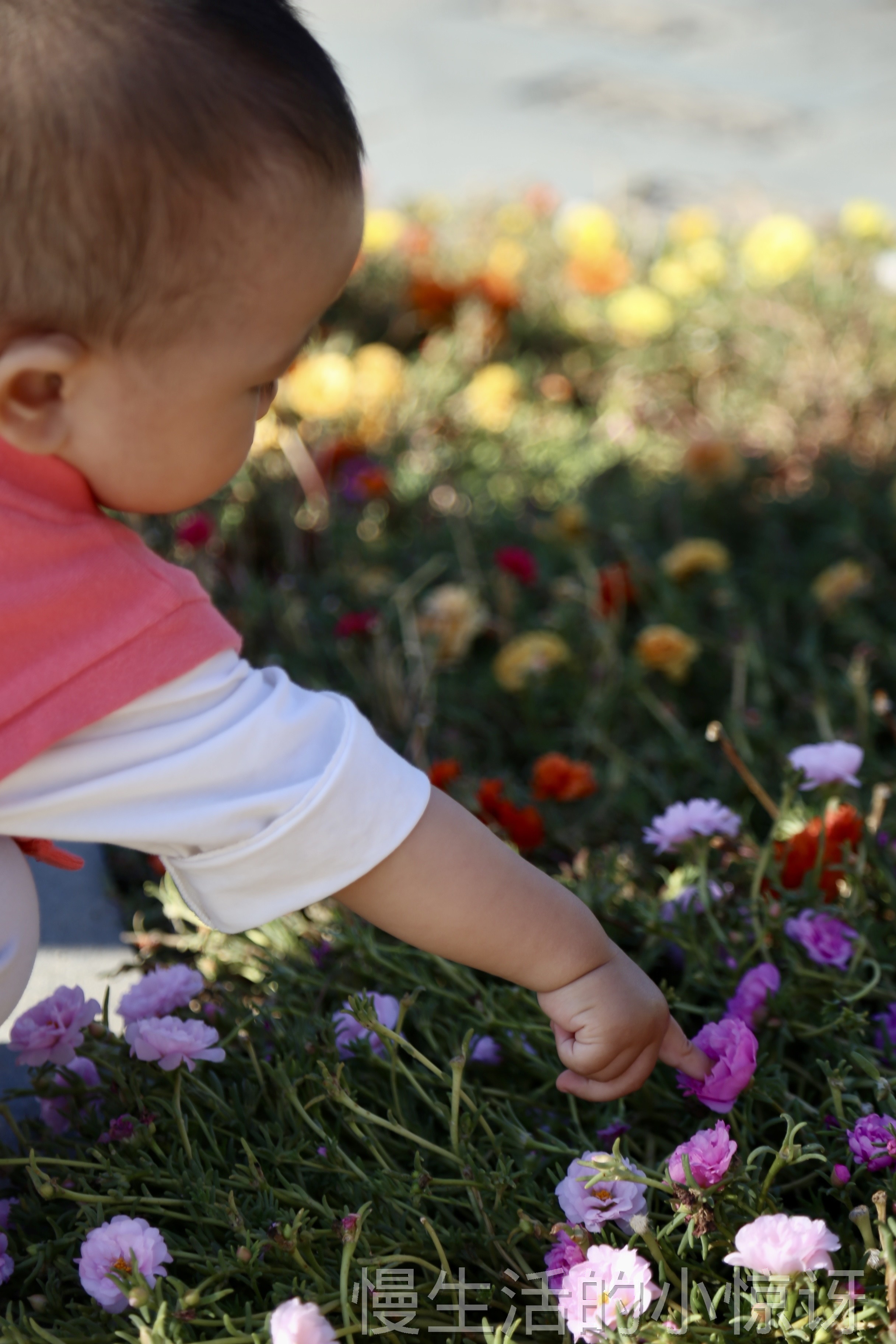 宝宝在花丛中摘花