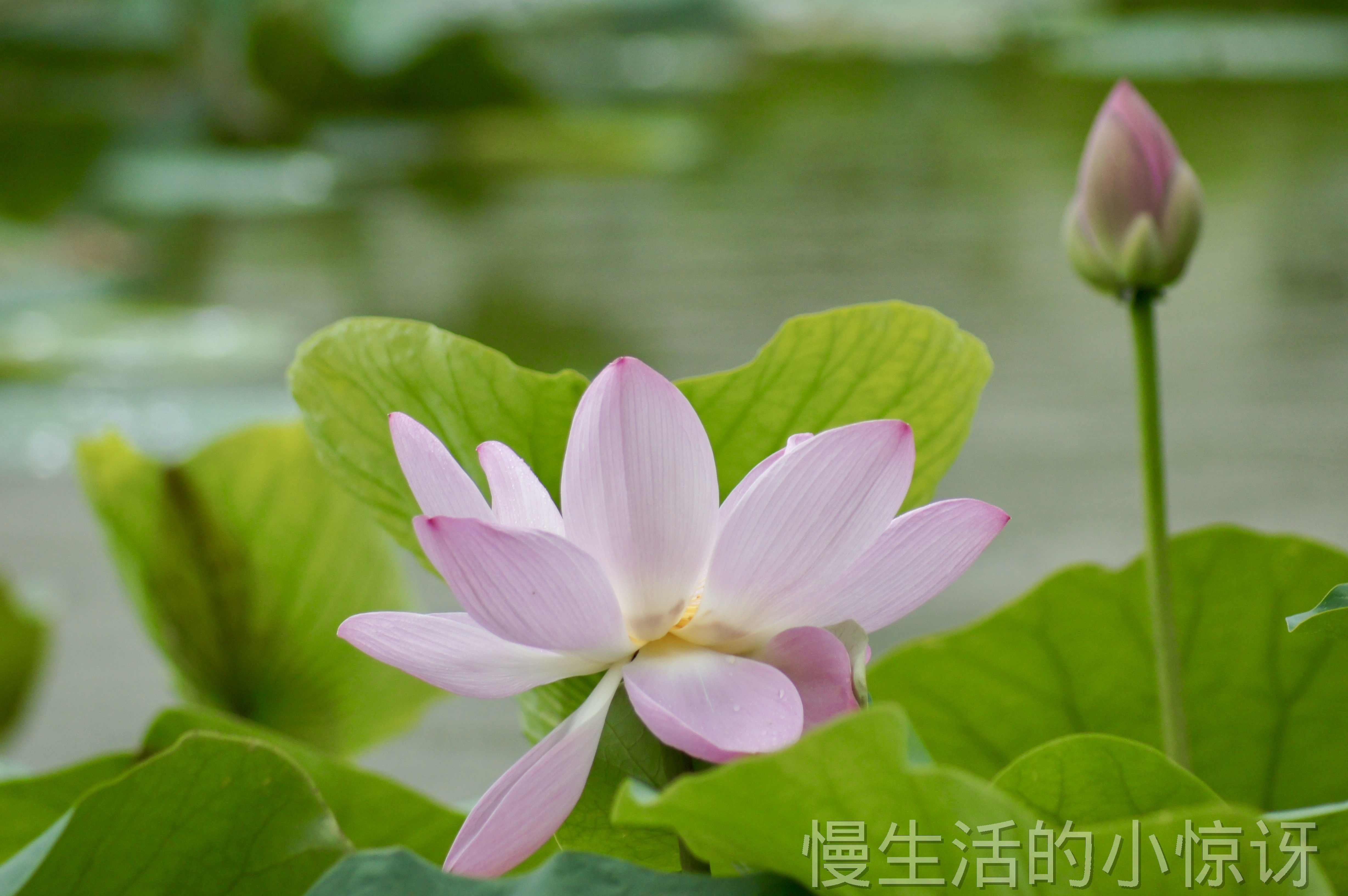 粉色荷花与荷叶