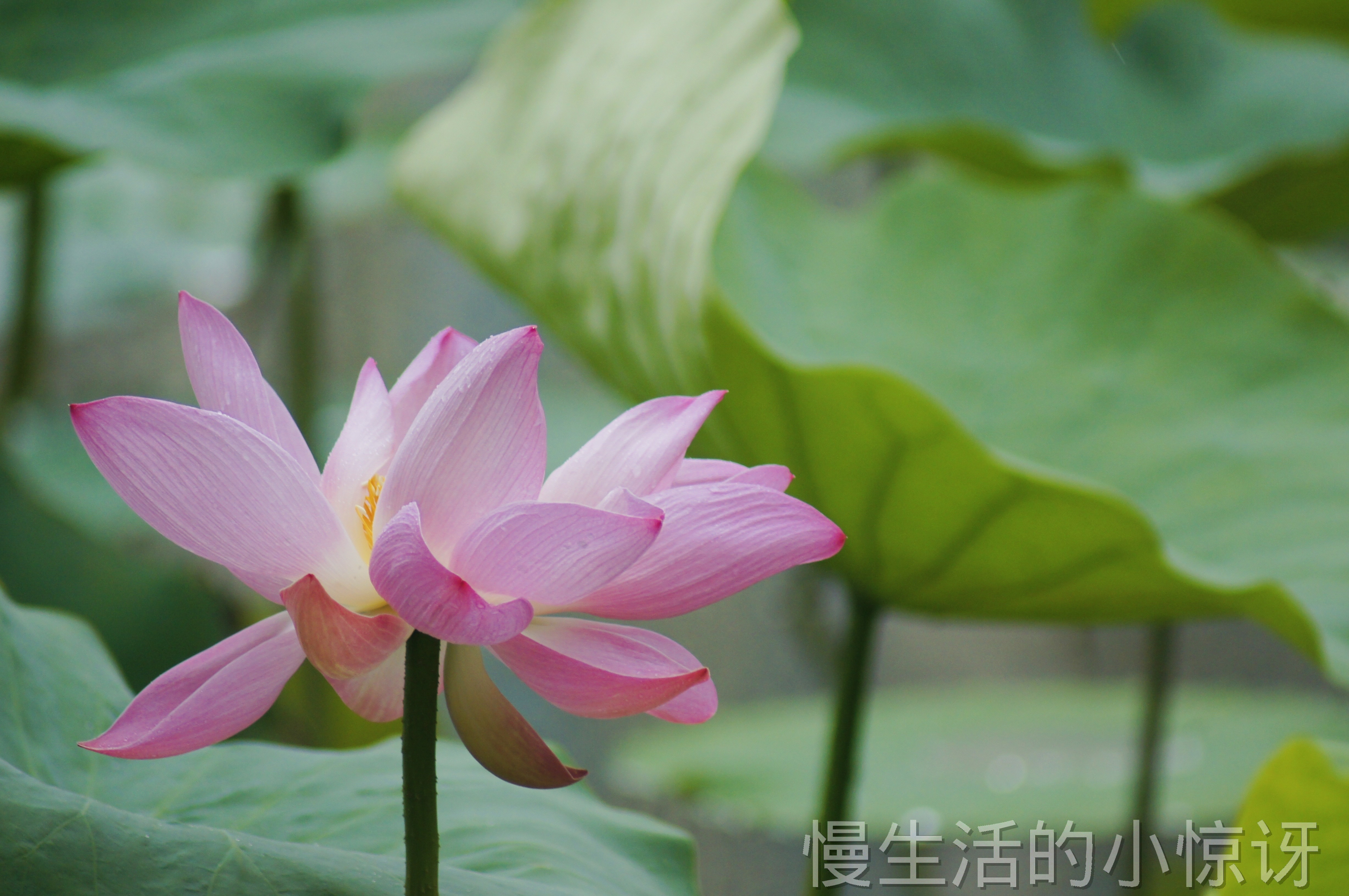 盛开的粉色荷花特写